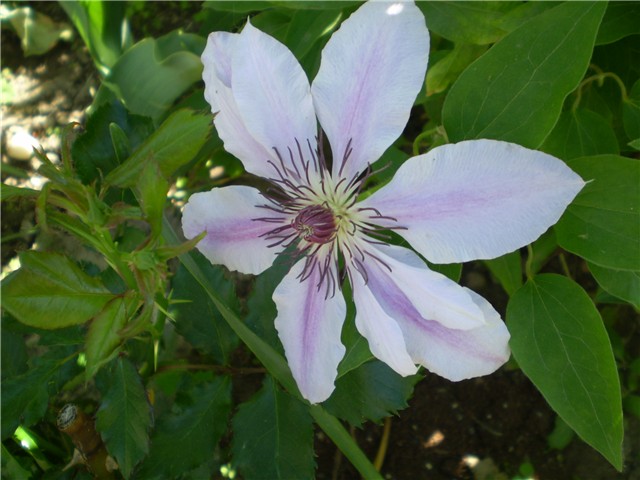 clematis